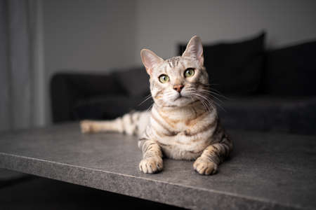 portrait of a curious bengal cat resting on living room table in fron of couchの写真素材