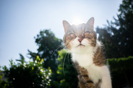 tabby white british shorthair cat looking at camera curiously outdoors on sunny day