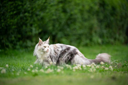 beautiful tortie white maine coon cat outdoors on green lawn with copy spaceの写真素材