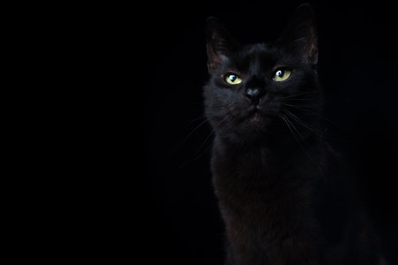 black cat portrait on black background with lens flareの写真素材