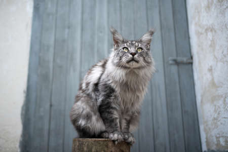 silver tabby maine coon cat sitting on tree stump in front of shed with wooden door outdoorsの写真素材