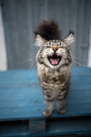 talkative tabby maine coon cat with long ear tips and whiskers meowing with mouth wide openの写真素材