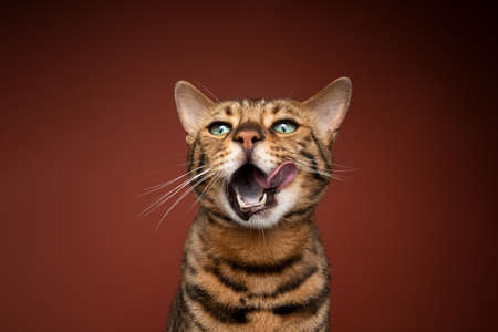 hungry bengal cat licking lips with mouth wide open on brown background with copy spaceの写真素材