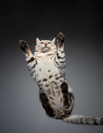 silver tabby spotted bengal cat resting on glass table looking funnyの写真素材