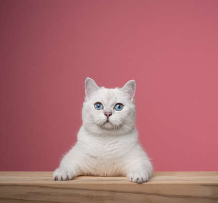 cute white british shorthair cat with blue eyes leaning on wooden counter looking at camera curiously on pink background with copy spaceの写真素材