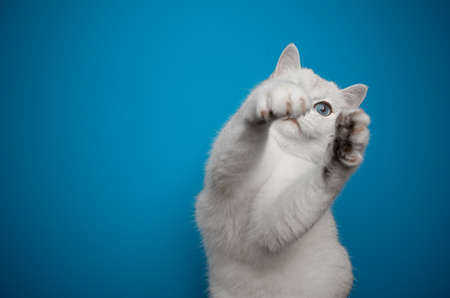 playful british shorthair kitten stretching out paws on blue background with copy space