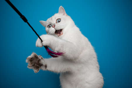 playful white british shorthair cat playing with feather toy on blue backgroundの写真素材