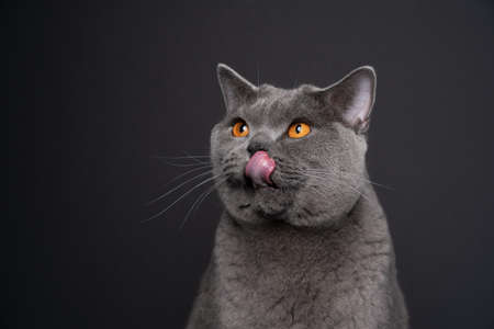 blue british shorthair cat licking lips looking up to the side hungry on black background with copy spaceの写真素材