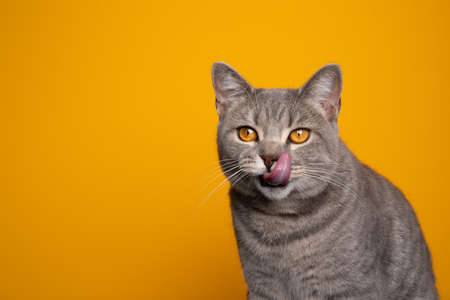 hungry tabby british shorthair cat licking lips on yellow background with copy spaceの写真素材