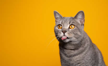 naughty tabby british shorthair cat sticking out tongue looking at copy space on yellow backgroundの写真素材