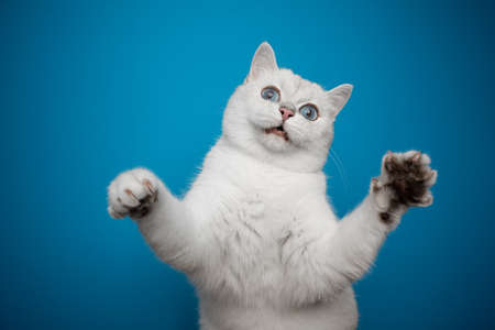 playful white british shorthair cat with blue eyes looking funny while playingの写真素材