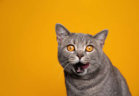 cute british shorthair cat making funny face licking lips looking hungry and greedy for food on yellow background with copy spaceの写真素材