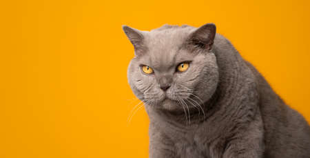 big lilac british shorthair cat with yellow eyes looking at copy space on yellow background
