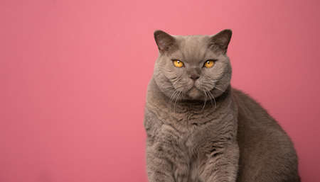 fluffy lilac brown british shorthair cat looking at camera portrait on pink background with copy spaceの写真素材