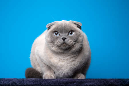 blue point scottish fold cat portrait looking at camera on blue background with copy spaceの写真素材