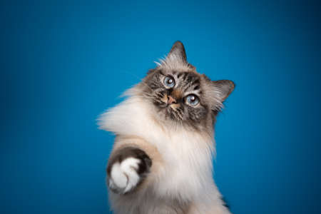 playful seal point tabby birman cat raising paw reaching for camera on blue background with copy spaceの写真素材