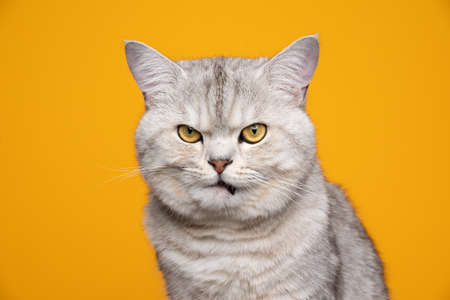funny silver tabby british shorthair cat looking displeased and angry on yellow backgroundの写真素材