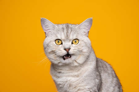 fluffy silver tabby british shorthair cat making funny face with mouth open meowing looking at camera on yellow backgroundの写真素材