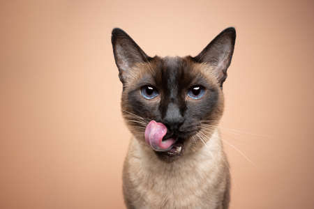 beautiful seal point siamese cat with dark blue eyes licking lips looking at camera hungrily on beige background with copy spaceの写真素材