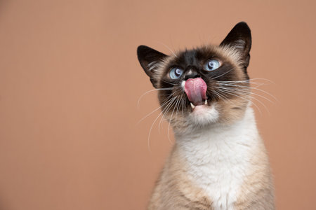 hungry siamese cat with blue eyes licking lips looking up on fawn colored background with copy spaceの写真素材