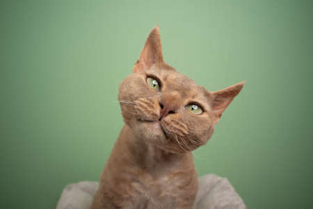 cute fawn lilac devon rex cat looking at camera tilting head portrait on green background with copy spaceの写真素材
