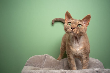 beautiful brown lilac devon rex cat with green eyes on green background with copy spaceの写真素材