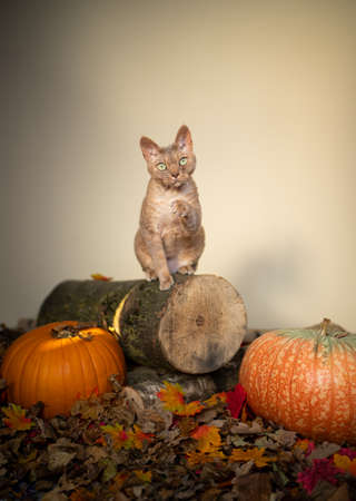 fawn lilac devon rex cat standing on tree stump with pumpkins and autumn leaves on the ground looking at camera with copy spaceの写真素材