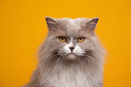 beautiful fluffy lilac white british longhair cat with yellow eyes looking at camera portrait on...