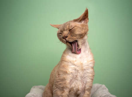 fawn lilac devon rex cat grooming licking fur with long tongue looking funny on mint green backgroundの写真素材