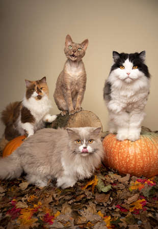 group portrait of four different cat sitting together side by side in autumn scene with leaves, tree stump and pumpkins with copy spaceの写真素材
