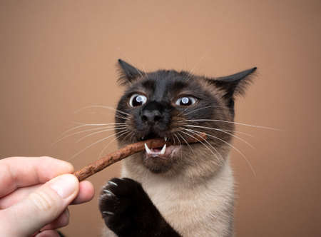 hand feeding hungry seal point siamese cat with treats stick on brown backgroundの写真素材