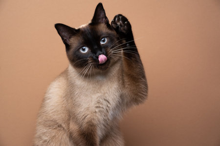 cute playful seal point siamese cat raising paw sticking out tongue grooming on brown background with copy spaceの写真素材