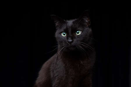 blind black cat portrait on black background with copy spaceの写真素材