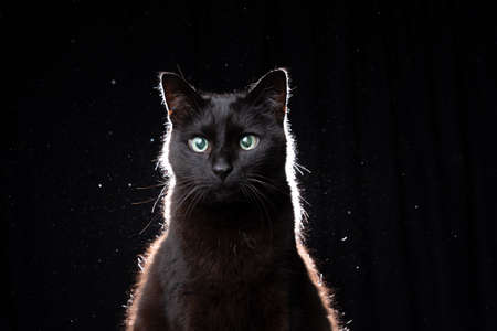 blind black cat portrait on black background in dusty backlight with copy spaceの写真素材