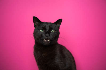 black cat making angry face showing teeth on pink background with copy spaceの写真素材