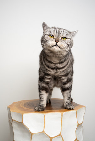 cute silver tabby british shorthair cat standin on wooden stool looking at camera curiously on white background with copy spaceの写真素材
