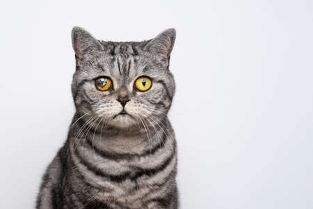 silver tabby british shorthair cat portrait with injured eye looking at camera on white background with copy spaceの写真素材