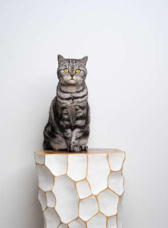 silver tabby british shorthair cat portrait sitting on white stool on white background with copy space looking at cameraの写真素材