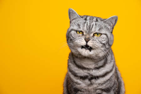silver tabby british shorthair cat making angry face with mouth open meowing on yellow background...