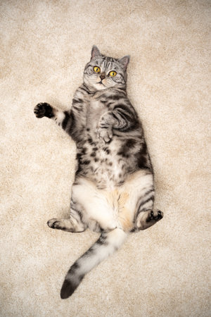 playful silver tabby british shorthair cat lying on back on carpet looking up at cameraの写真素材