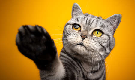 playful silver tabby british shorthair cat blind with one injured eye raising paw on yellow backgroundの写真素材