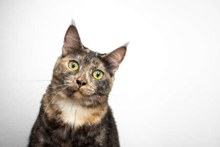 calico cat looking at camera portrait on white background wall with copy spaceの写真素材