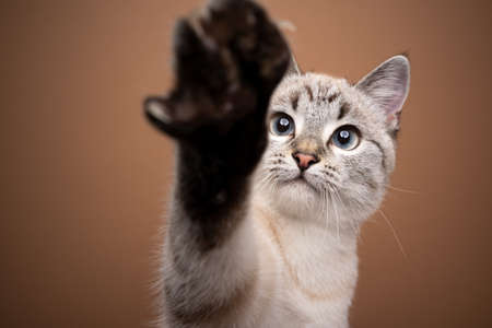 playful cat reaching for camera with paw looking curiously on brown background