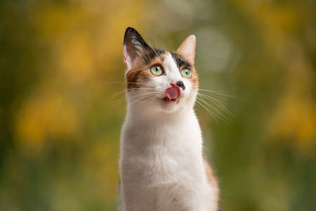 hungry calico white cat licking lips looking to the side on natural autumn color background with copy spaceの写真素材