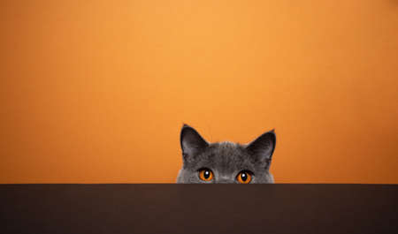 shy british shorthair blue cat hiding behind black table on orange background with copy spaceの写真素材