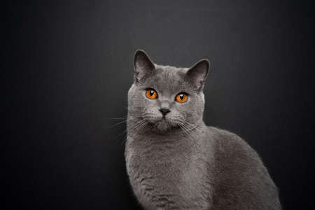 beautiful gray british shorthair cat portrait on black background with copy spaceの写真素材