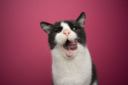 hungry handicapped black and white rescued cat blind in one eye and toothless licking lips looking at camera on pink background with copy spaceの写真素材