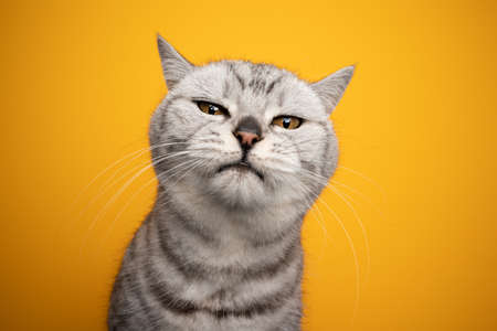 silver tabby british shorthair cat making funny face looking displeased or irritated studio shot on yellow backgroundの写真素材