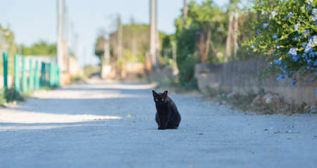 black stray cat sitting in the middle of a road somewhere in mallorca, spainの写真素材