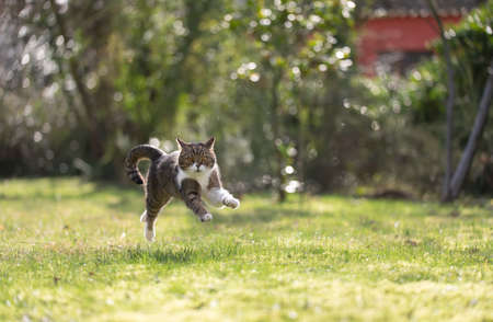 joyful cat jumping through the garden on a sunny day looking at cameraの写真素材